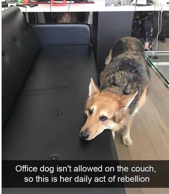 Funny Daily Rebellion