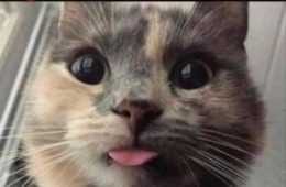 Funny Kitty Unlock