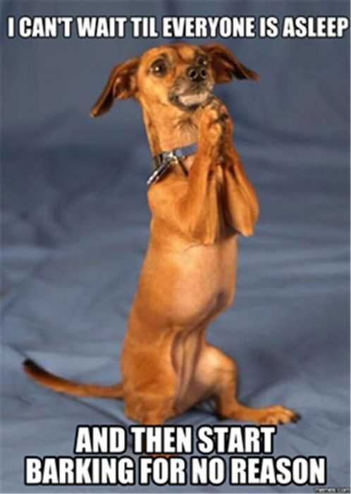 Funny Start Barking