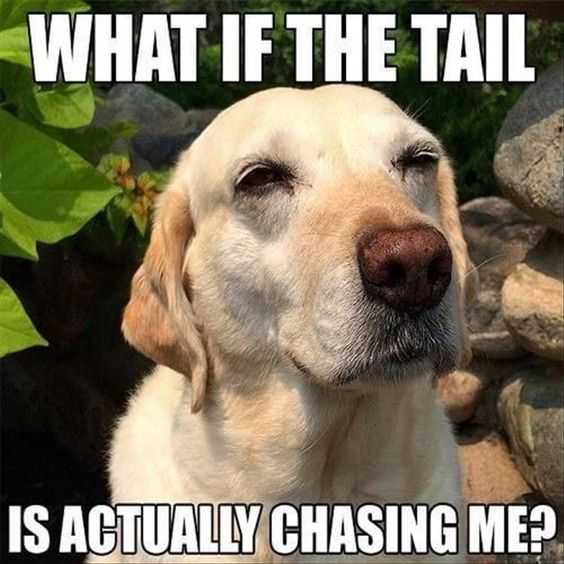Funny Tail Chasing Me