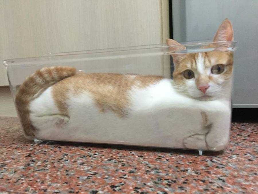 Cat1