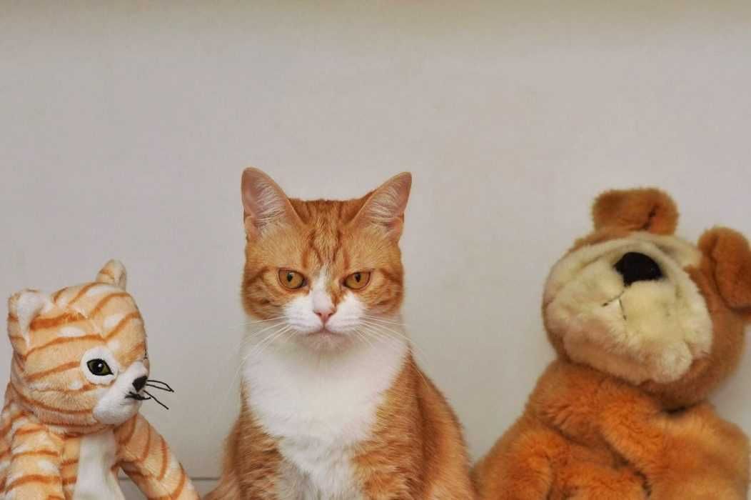Cat10