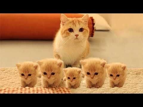 Cat11