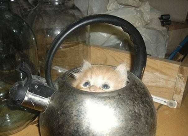 Cat13