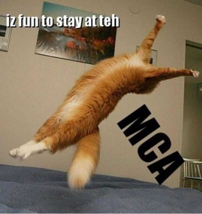 Cat19