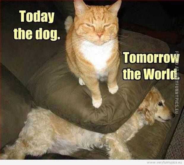 Cat4