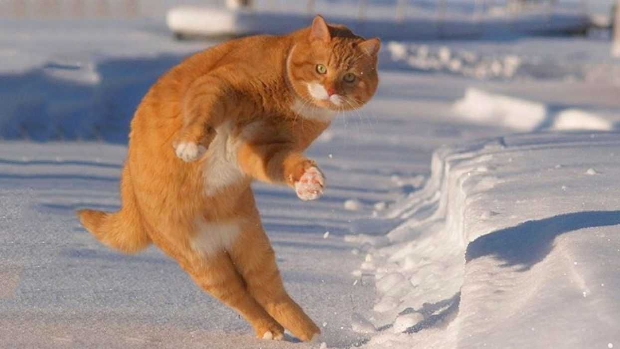 Cat9