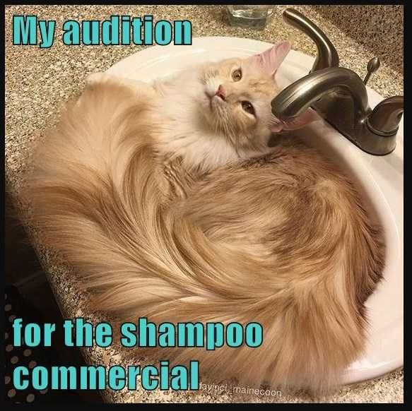 Funny Audition Shampoo
