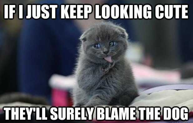 Funny Blame The Dog