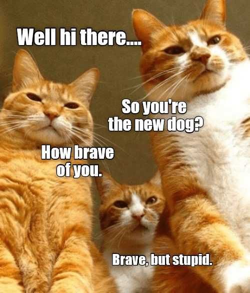 Funny Brave Stupid