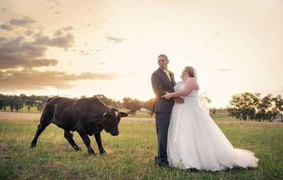 Funny Bull