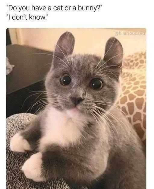 Funny Cat Bunny