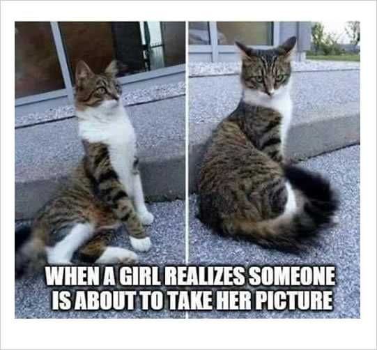 Funny Cat Picture