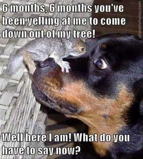 Funny Confused Squirrel