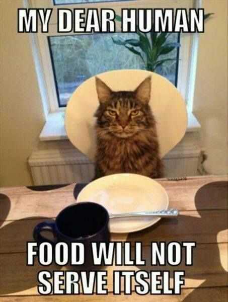 Funny Dear Human