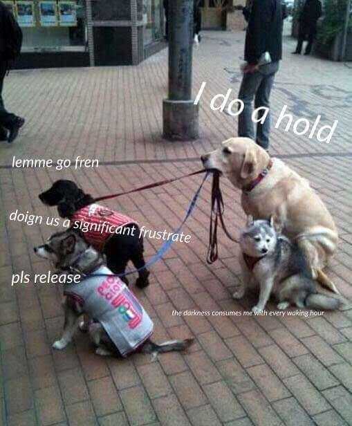 Funny Dog A Hold