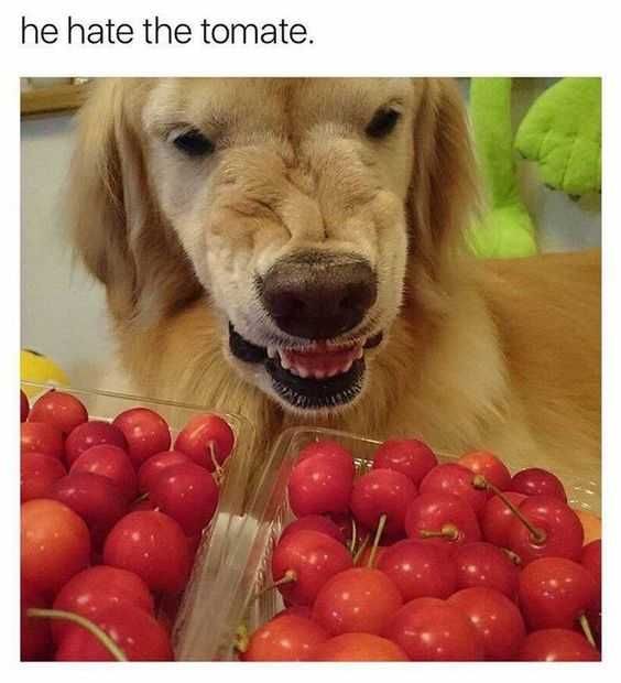 Funny He Hate