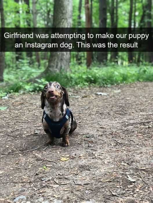 Funny Insta Dog