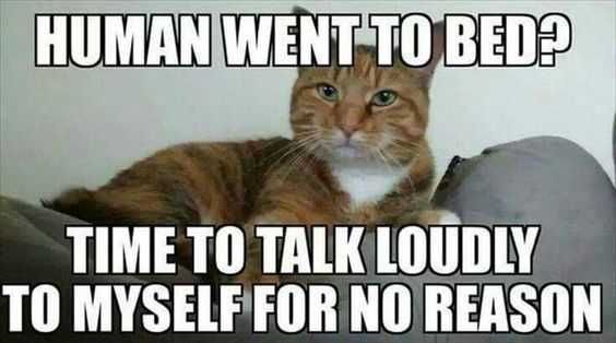 Funny Loudly No Reason