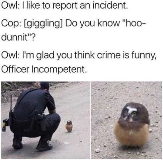 Funny Owl Cop