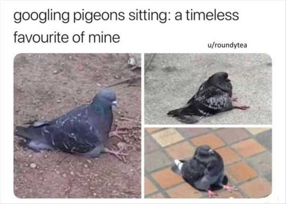 Funny Pigeons Sitting