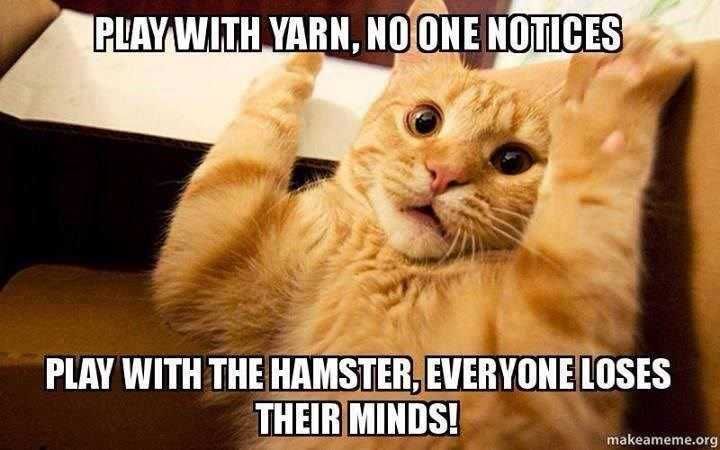 Funny Play With Hamster
