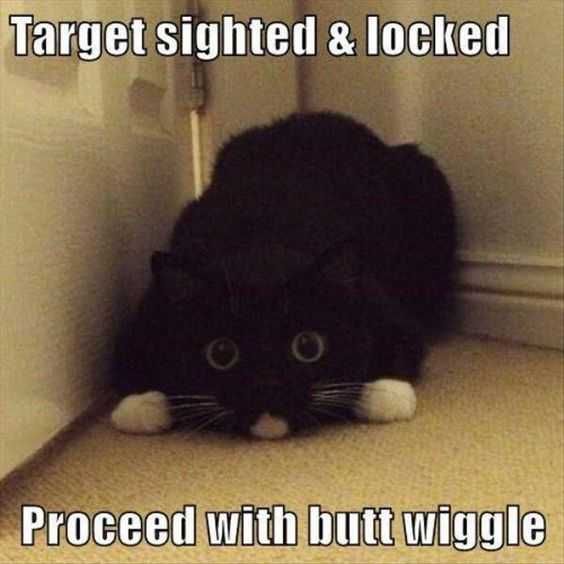 Funny Proceed With Wiggle