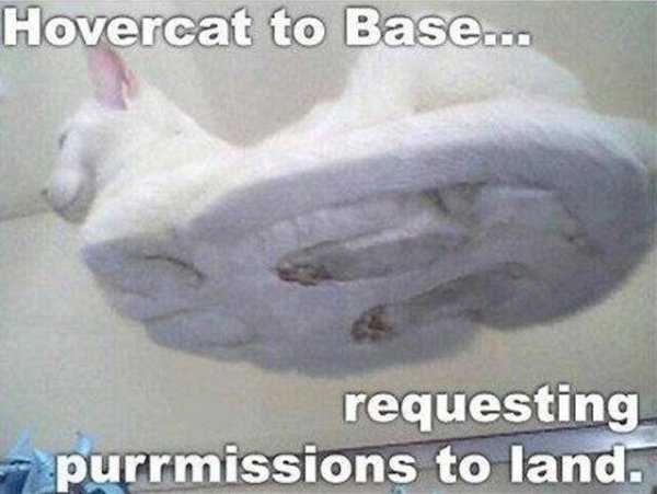 Funny Purrmission