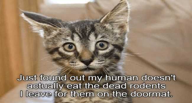 Funny Rodents