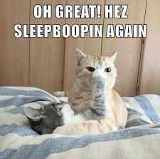 Funny Sleep Boopin