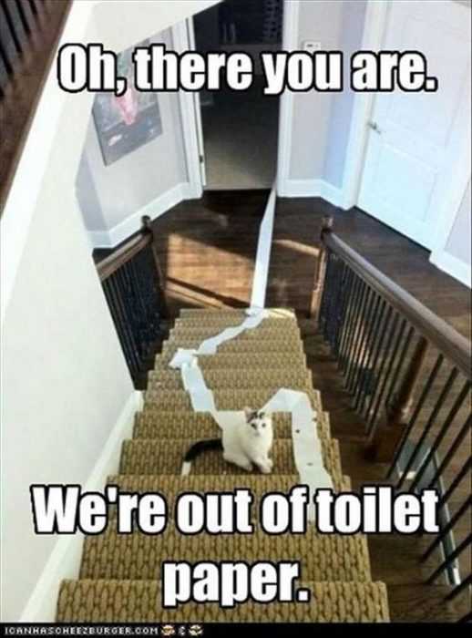 Funny Toilet Paper