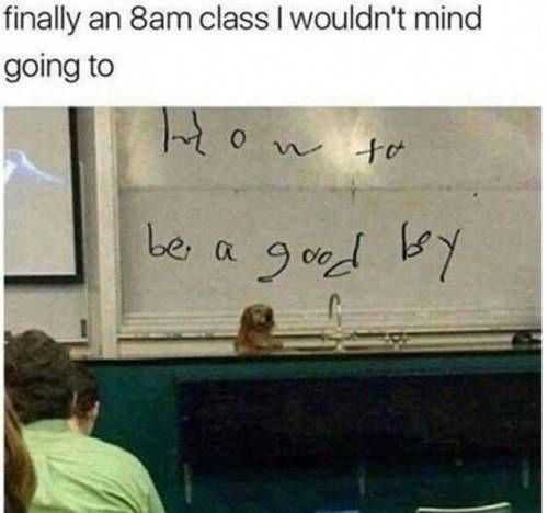 Meme Good Boy