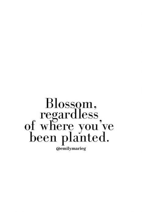 Quote Blossom Regardless