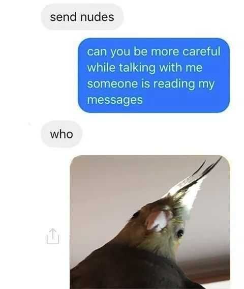 Animal Bird