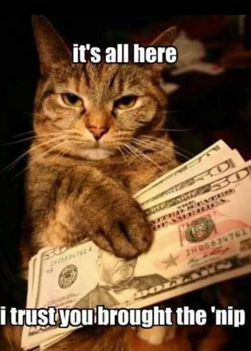 Animal Cat Nip