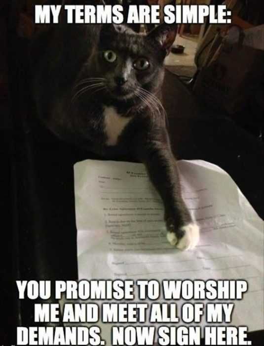 Animal Cat Sign