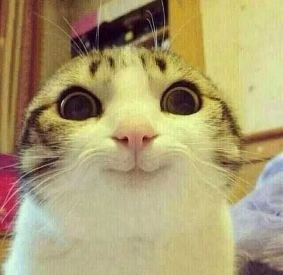 Animal Cat Smile