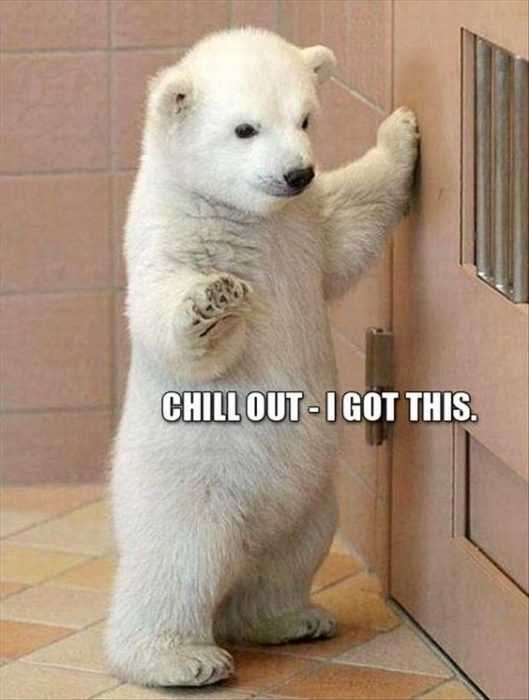 Animal Chillout