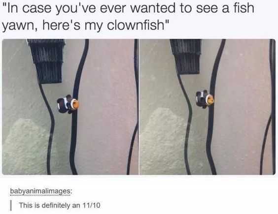 Animal Clownfish Yawn