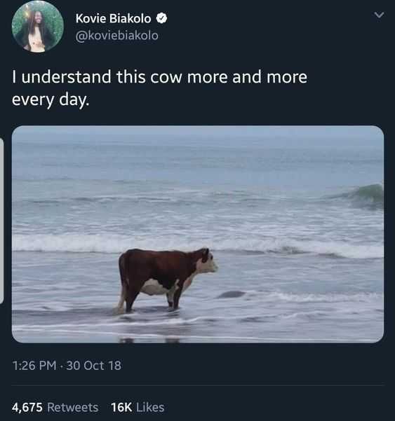 Animal Cow More And More