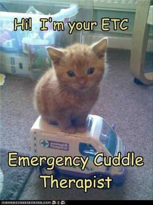 Animal Cuddle Therapist