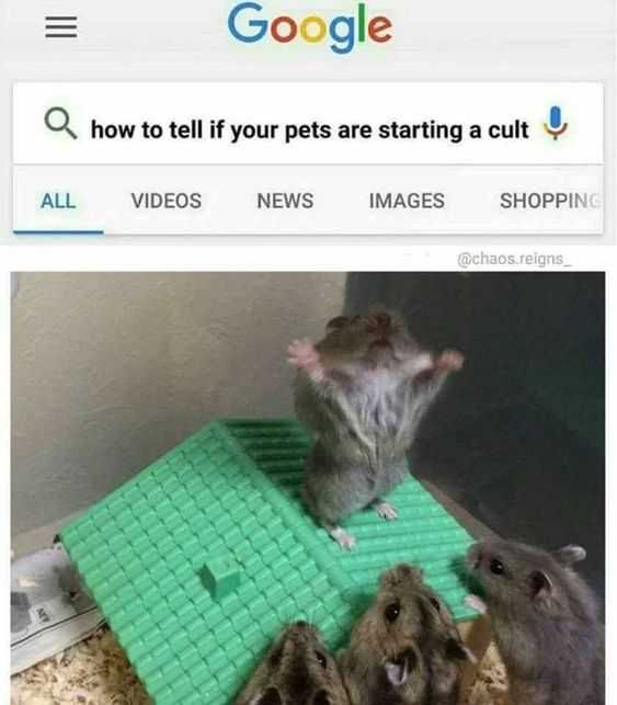 Animal Cults Start