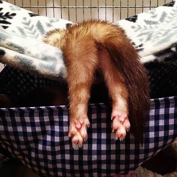 Animal Ferret