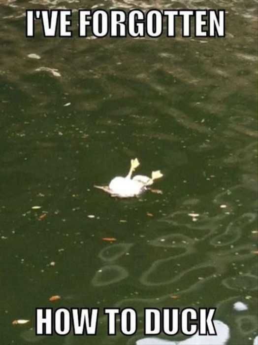 Animal Funny Duck