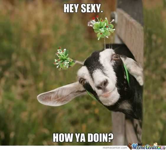 Animal Goat
