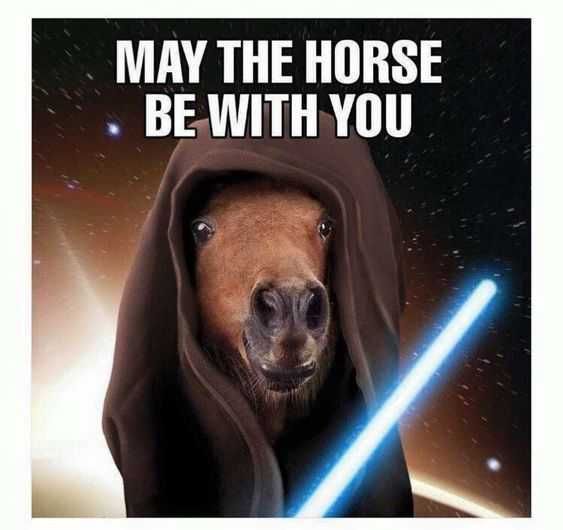 Animal Horse With You