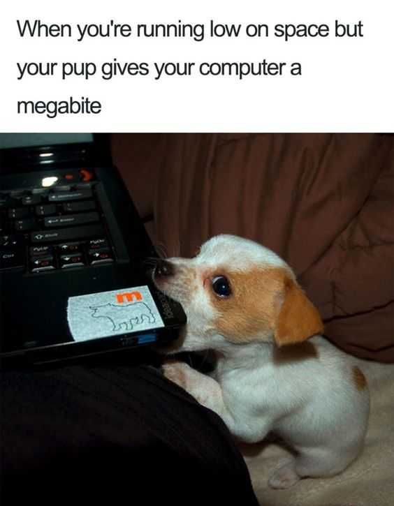 Animal Megabite