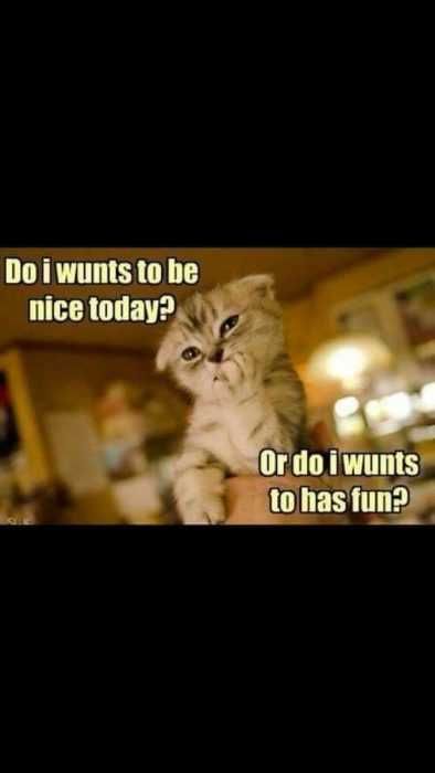 Animal Nice Fun