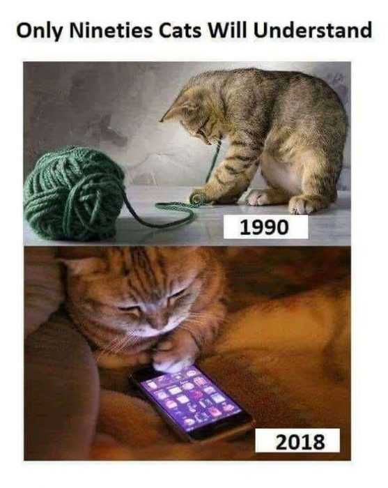 Animal Nineties Cat