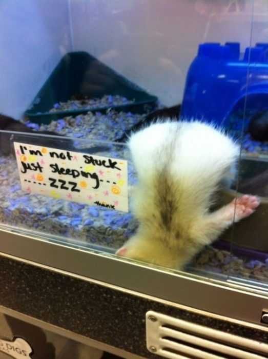 Animal Not Stuck